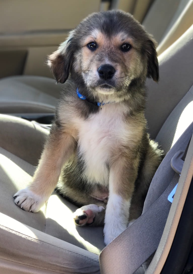 Bailey, a Great Pyrenees and American Foxhound mix tested with EmbarkVet.com