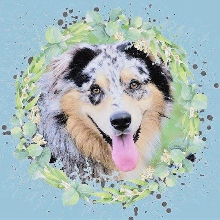 Dodge, an Australian Shepherd tested with EmbarkVet.com