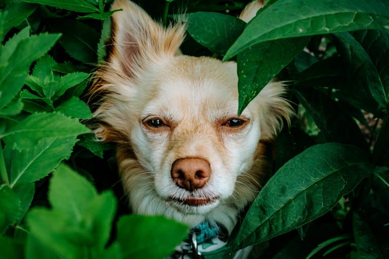 Max, a Pomchi tested with EmbarkVet.com