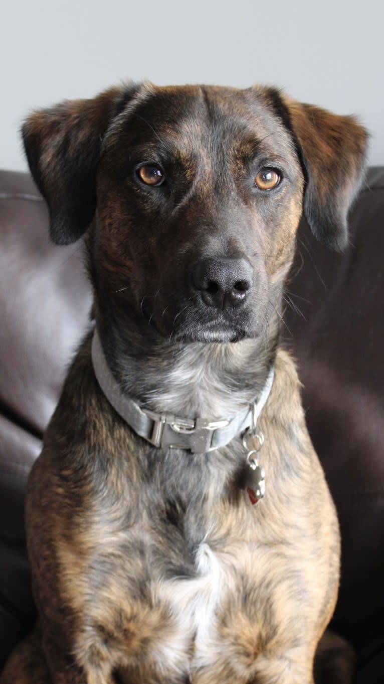 Rascal Fats, a Mountain Cur and Labrador Retriever mix tested with EmbarkVet.com