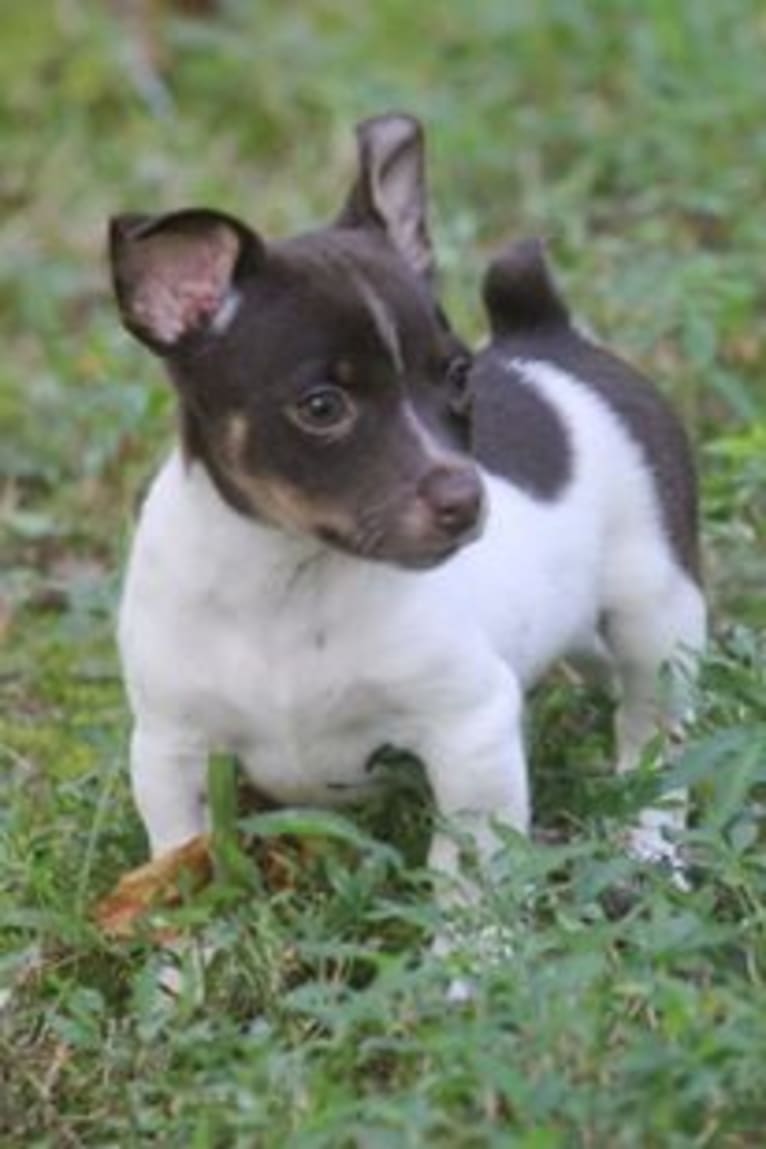 Davey, a Teddy Roosevelt Terrier tested with EmbarkVet.com