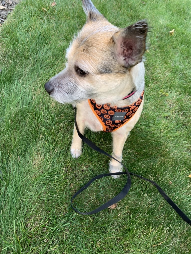 Macey, an Australian Cattle Dog and Chihuahua mix tested with EmbarkVet.com