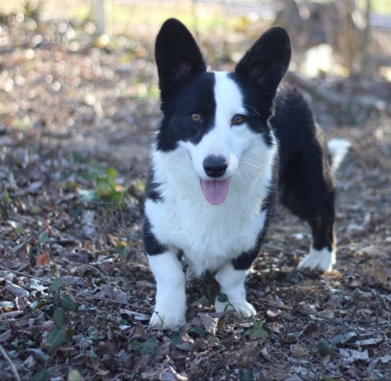 Creme De La Creme's Jägermeister, a Cardigan Welsh Corgi tested with EmbarkVet.com