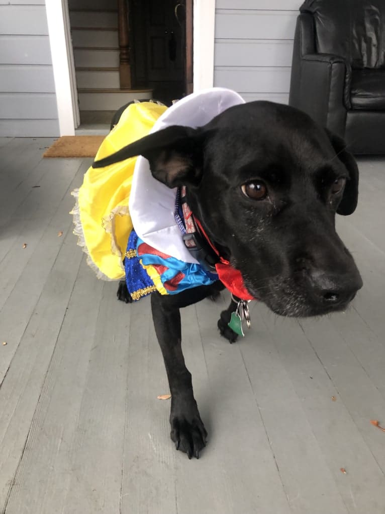 Maple, an American Bully and Rottweiler mix tested with EmbarkVet.com