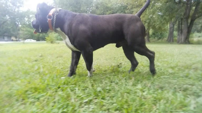 Hulk-E-Boy, an American Bully tested with EmbarkVet.com