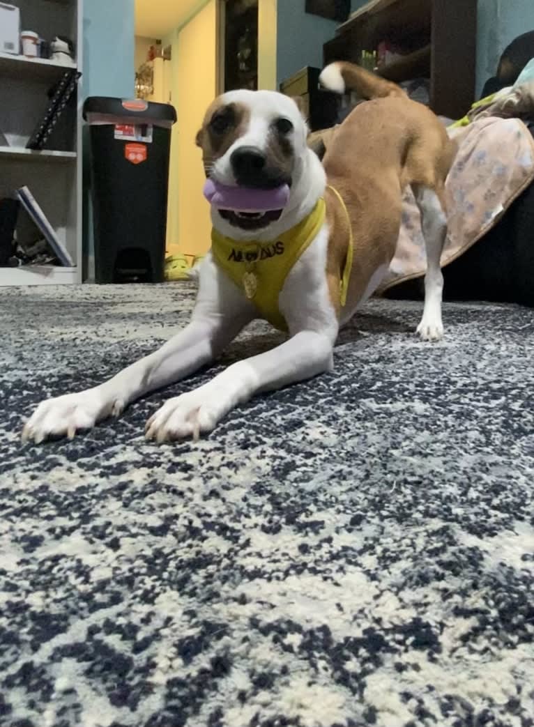 Photo of Tilly, a Perro de Presa Canario, American Pit Bull Terrier, Labrador Retriever, and Rottweiler mix in South Carolina, USA