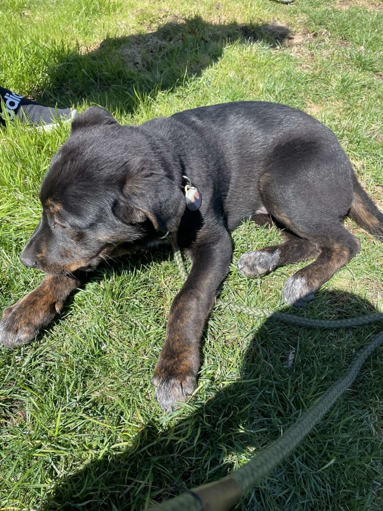 Zuko, a German Shepherd Dog and Rottweiler mix tested with EmbarkVet.com