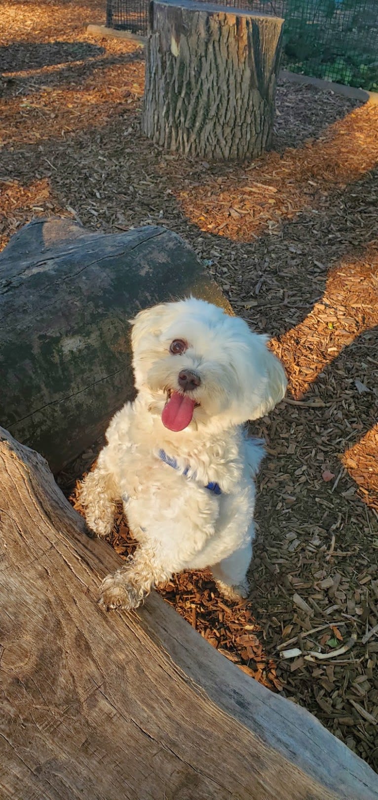 Franklin, a Maltese and Poodle (Small) mix tested with EmbarkVet.com