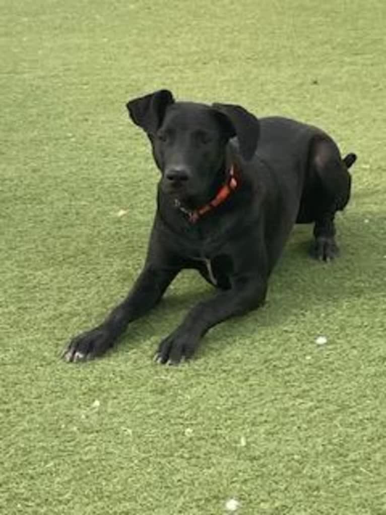 Baxter, a German Shepherd Dog and Great Dane mix tested with EmbarkVet.com