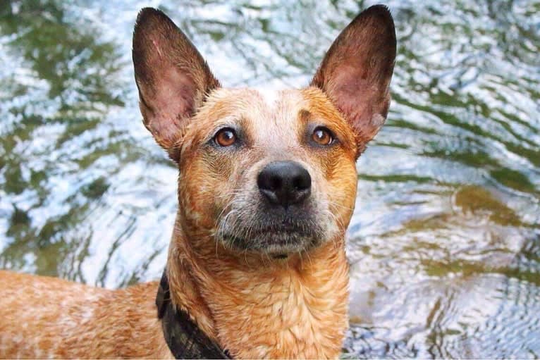 Frost, an Australian Cattle Dog tested with EmbarkVet.com