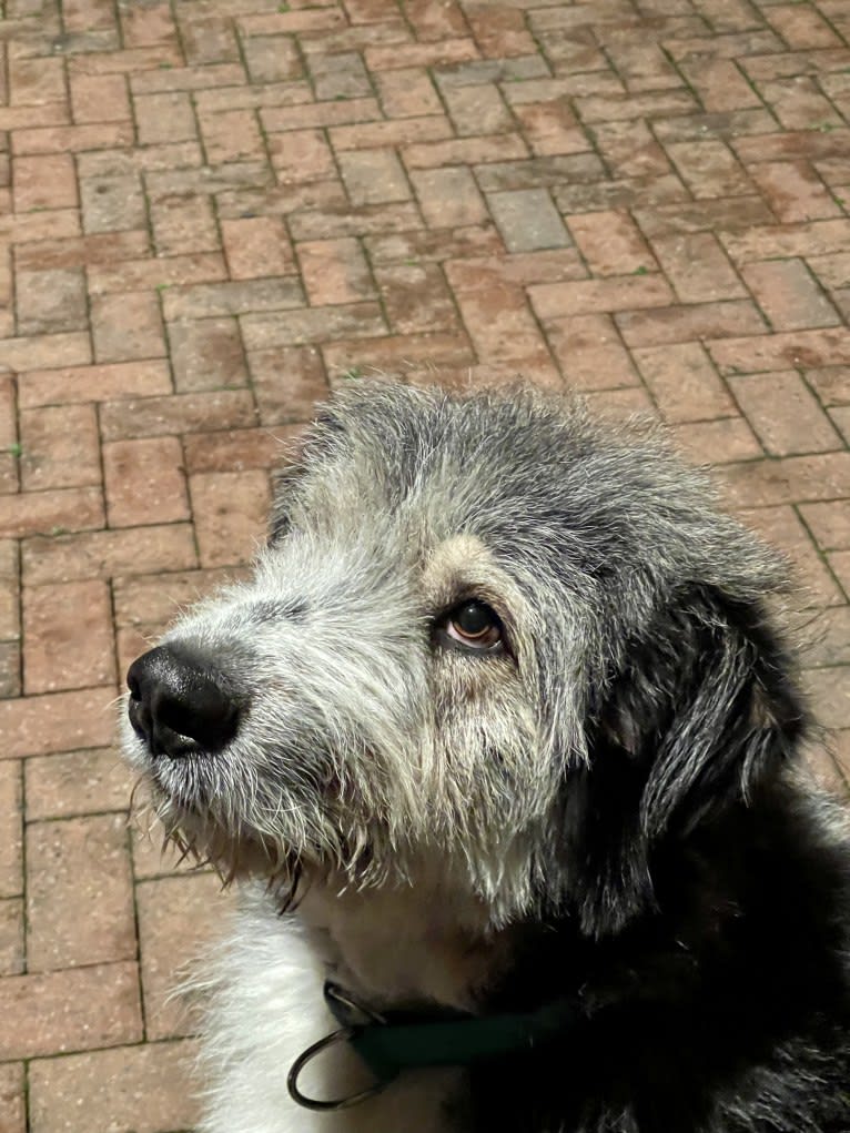 Bilbo, an Eastern European Village Dog tested with EmbarkVet.com