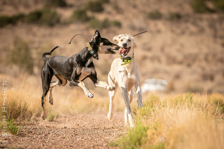 Orly, a Saluki tested with EmbarkVet.com