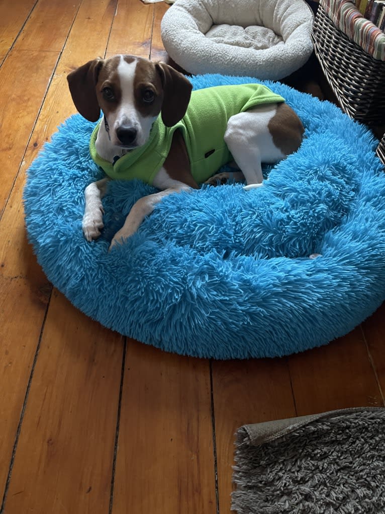 Linus, a Beagle and Chihuahua mix tested with EmbarkVet.com