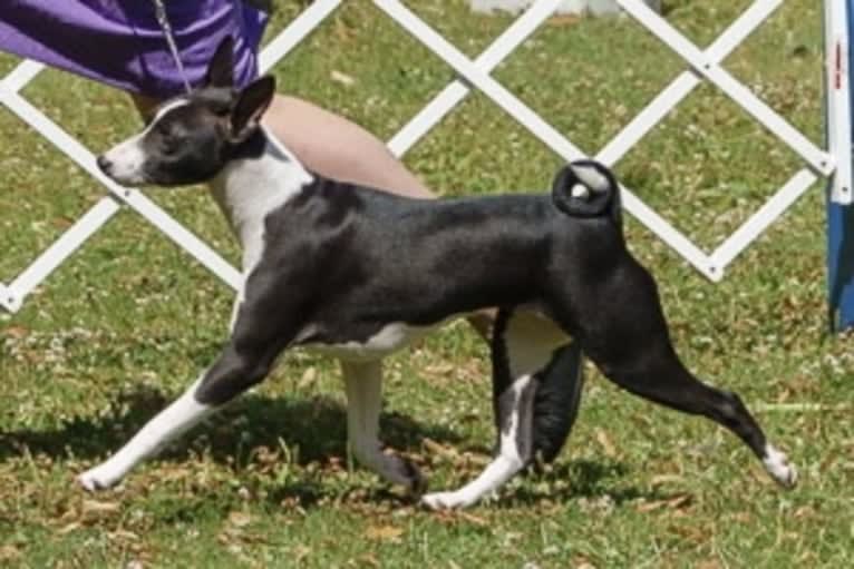 Skittles, a Basenji tested with EmbarkVet.com