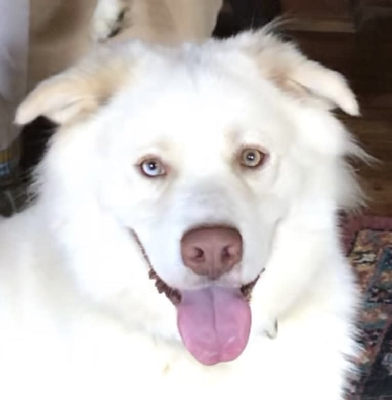 Zeus, a Siberian Husky and American Pit Bull Terrier mix tested with EmbarkVet.com