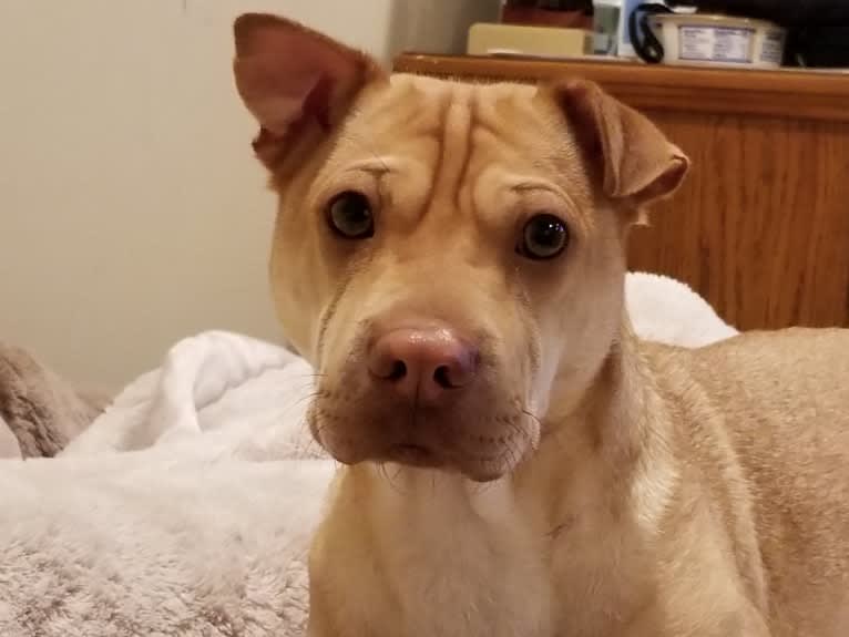 ROCCO WADE, a Chinese Shar-Pei and Chihuahua mix tested with EmbarkVet.com