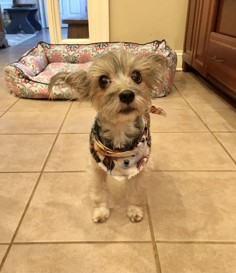 Stu, a Yorkshire Terrier and Maltese mix tested with EmbarkVet.com