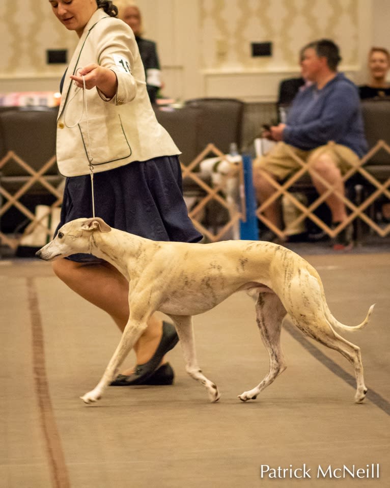 Tomte, a Whippet tested with EmbarkVet.com