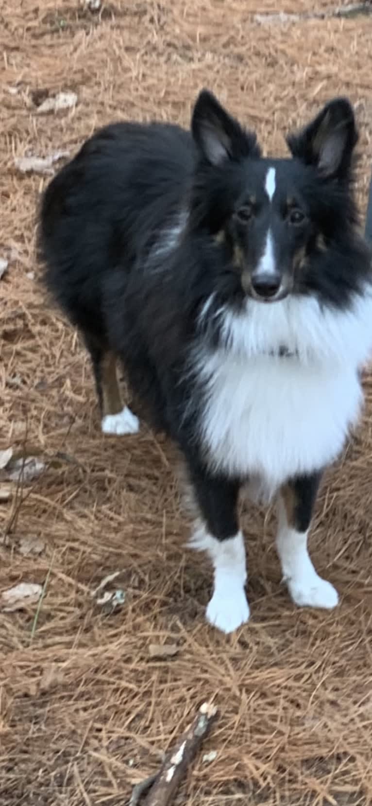 Whiskey Cash Adams, a Shetland Sheepdog tested with EmbarkVet.com