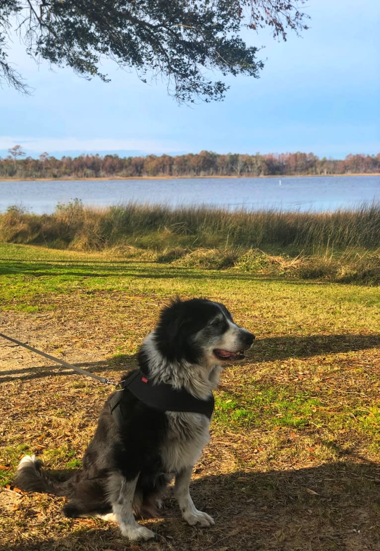 Dingo aka Mr D, a Border Collie and English Springer Spaniel mix tested with EmbarkVet.com