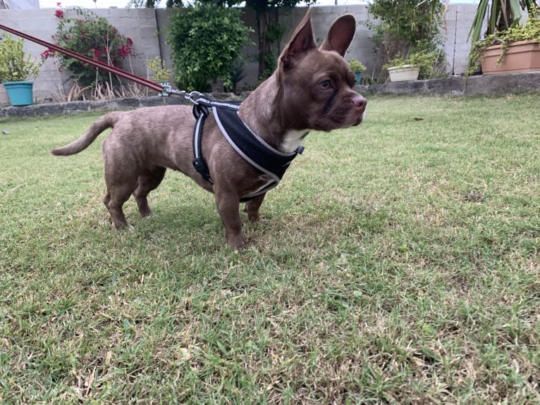 Kiki, a French Bulldog and Chihuahua mix tested with EmbarkVet.com