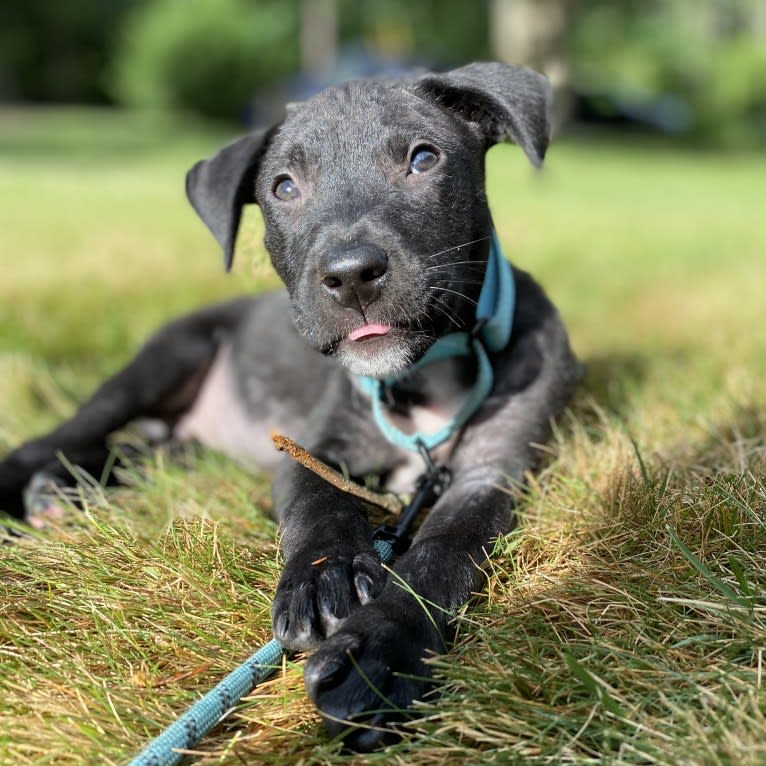 Phoenix, a Labrador Retriever and American Pit Bull Terrier mix tested with EmbarkVet.com