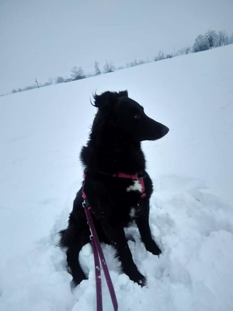 Rogue, a Border Collie and German Shepherd Dog mix tested with EmbarkVet.com