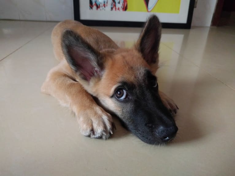 Archie, a Southeast Asian Village Dog tested with EmbarkVet.com