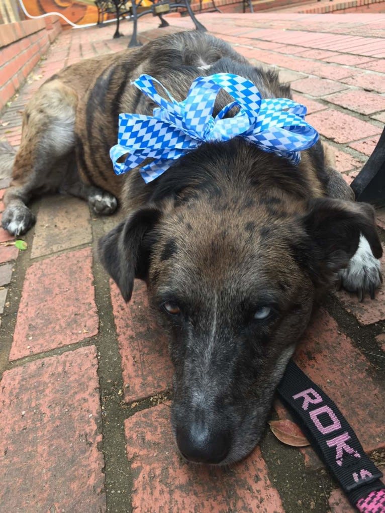 Skyye, a Catahoula Leopard Dog and Chow Chow mix tested with EmbarkVet.com