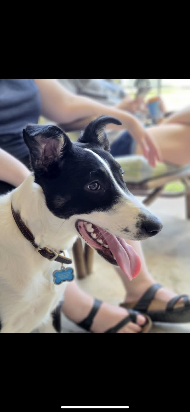 Ollie, a Collie and English Shepherd mix tested with EmbarkVet.com