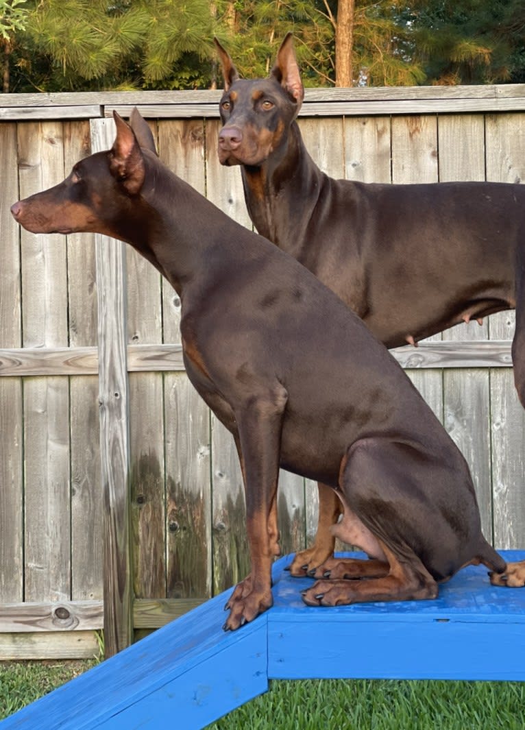 Axel Valor Rasberry, a Doberman Pinscher tested with EmbarkVet.com