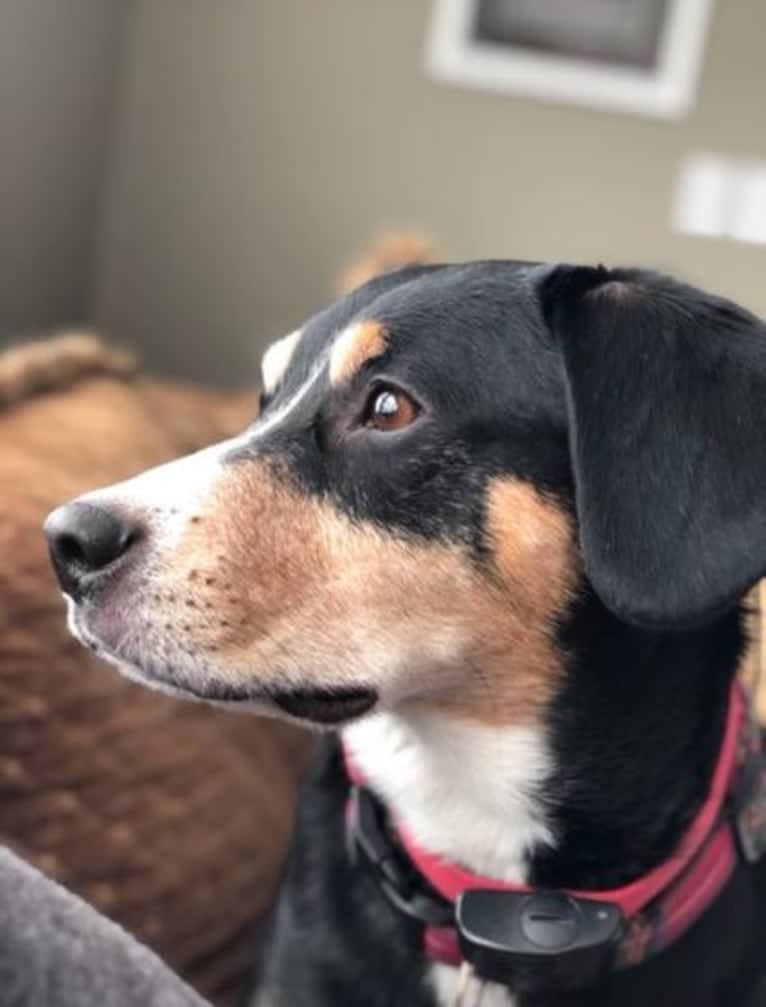 Eddie, an Entlebucher Mountain Dog tested with EmbarkVet.com