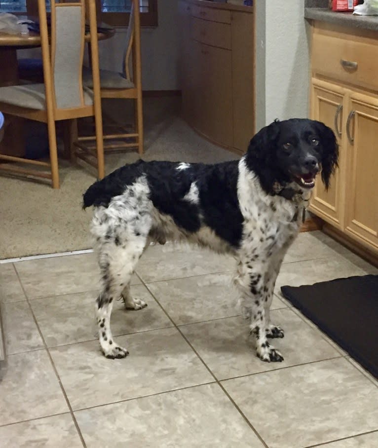 Jack, a Brittany tested with EmbarkVet.com