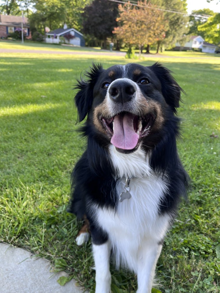 Rex, an Australian Shepherd and English Shepherd mix tested with EmbarkVet.com