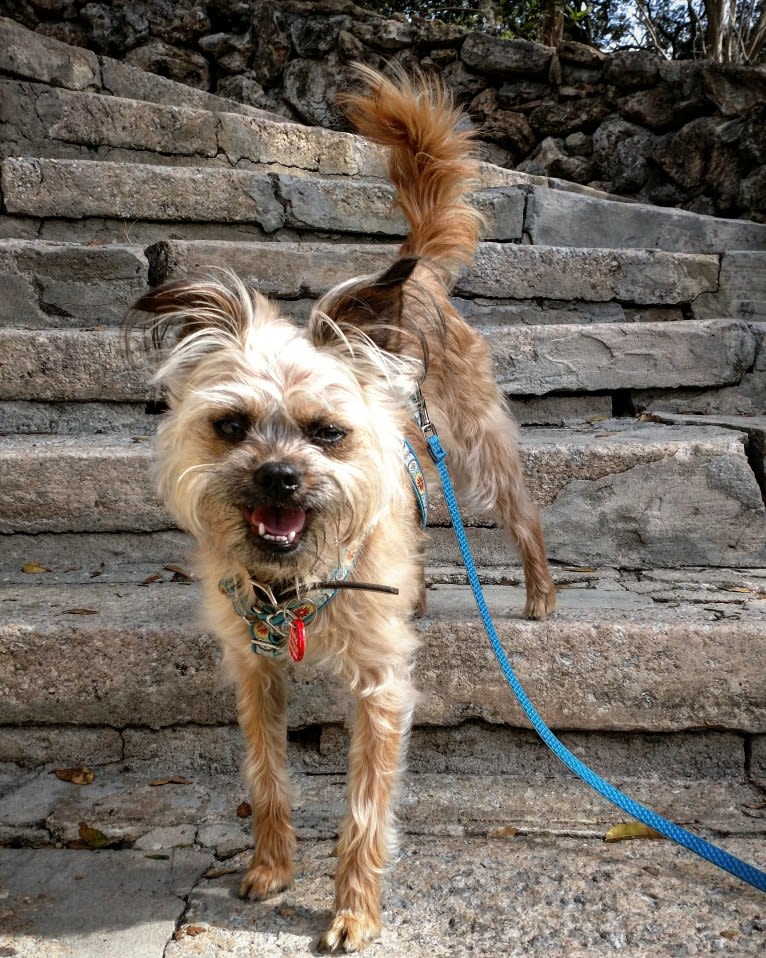 Reese, a Brussels Griffon and Poodle (Small) mix tested with EmbarkVet.com