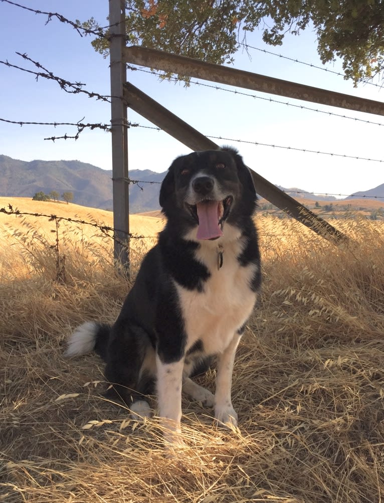 Happ, an Australian Shepherd and Border Collie mix tested with EmbarkVet.com