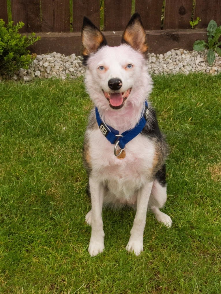 Mixie, a Border Collie tested with EmbarkVet.com