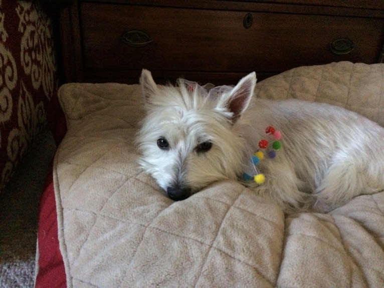 Izzi, a West Highland White Terrier tested with EmbarkVet.com