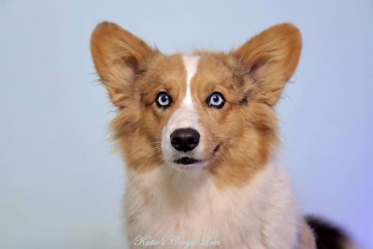 Lexi, a Pembroke Welsh Corgi and Cardigan Welsh Corgi mix tested with EmbarkVet.com