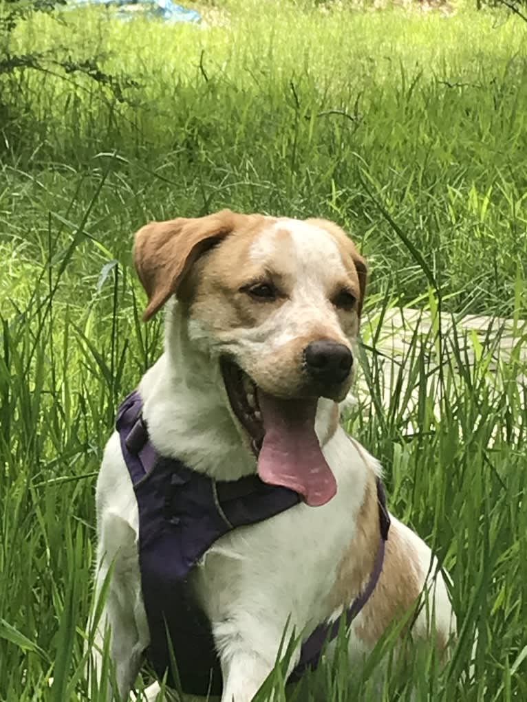 Leo, a Beagle and Brittany mix tested with EmbarkVet.com