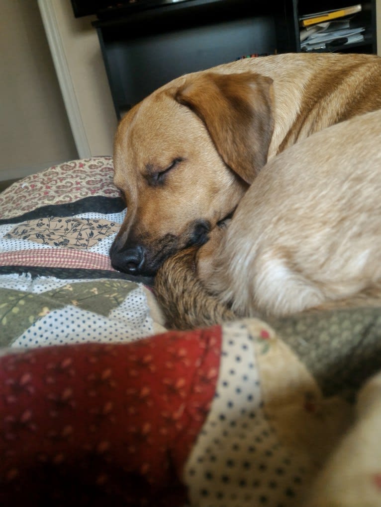 Cody, a Basset Hound and Australian Cattle Dog mix tested with EmbarkVet.com