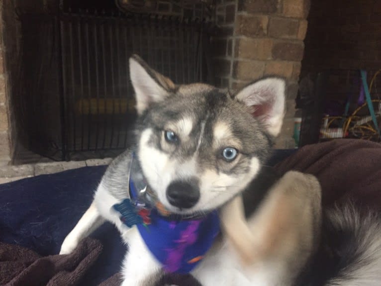 Clint, an Alaskan Klee Kai tested with EmbarkVet.com