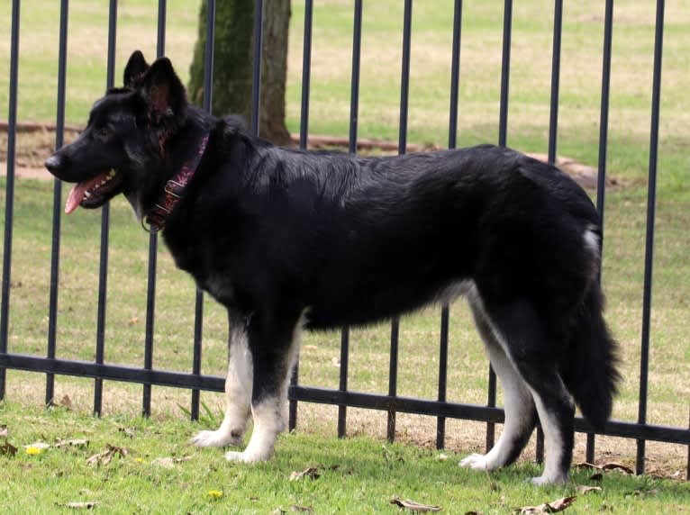 Sophy, an Alaskan Malamute and German Shepherd Dog mix tested with EmbarkVet.com