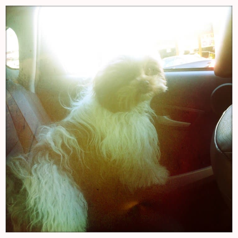 Miggy, a Shihpoo (11.3% unresolved) tested with EmbarkVet.com