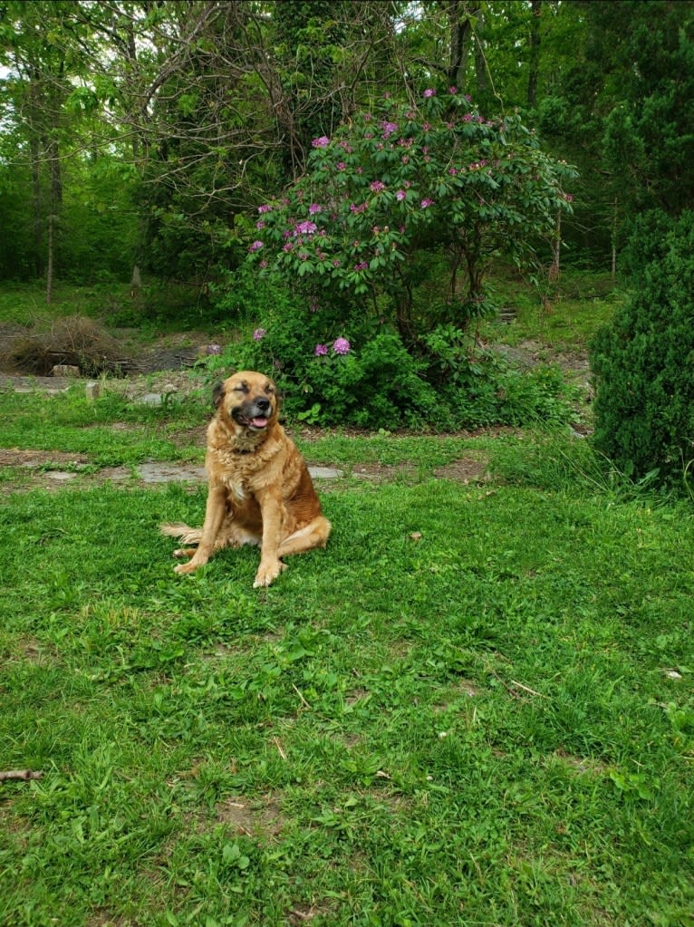 Kaline Migliorelli, an American Pit Bull Terrier and Labrador Retriever mix tested with EmbarkVet.com