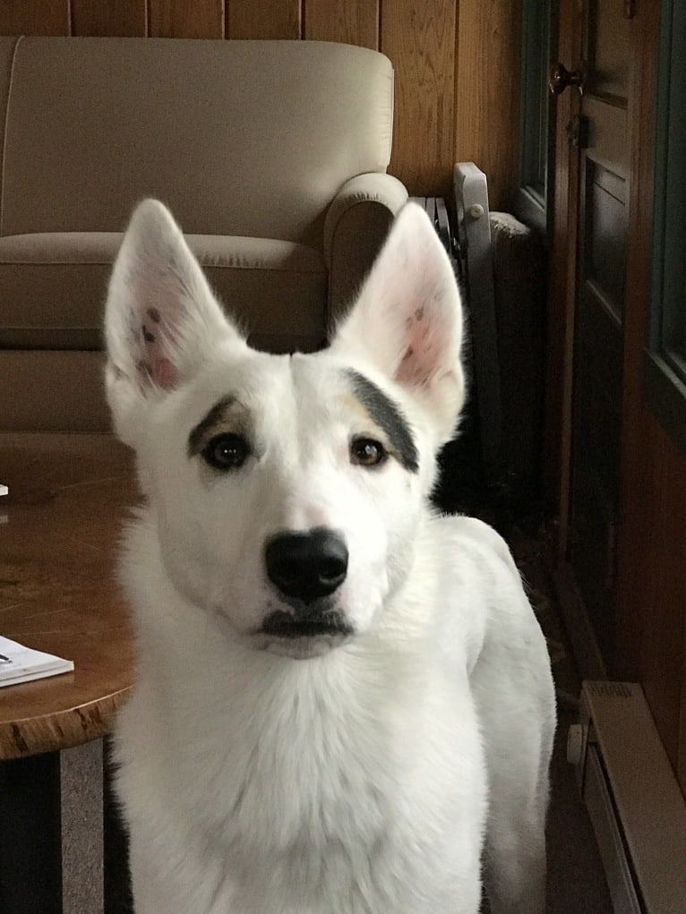 Emma, a Siberian Husky and Bull Terrier mix tested with EmbarkVet.com