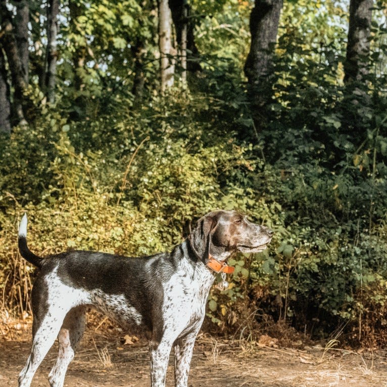 Dublin, a Coonhound and Brittany mix tested with EmbarkVet.com