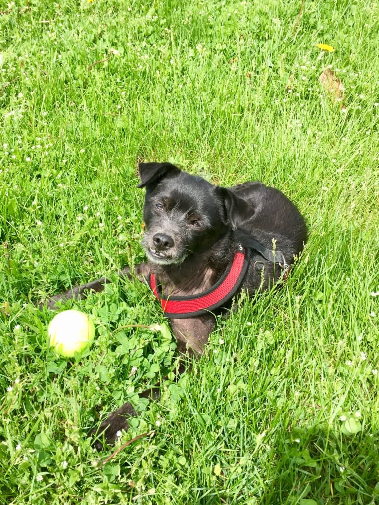 Eddie, a Poodle (Small) and Chihuahua mix tested with EmbarkVet.com