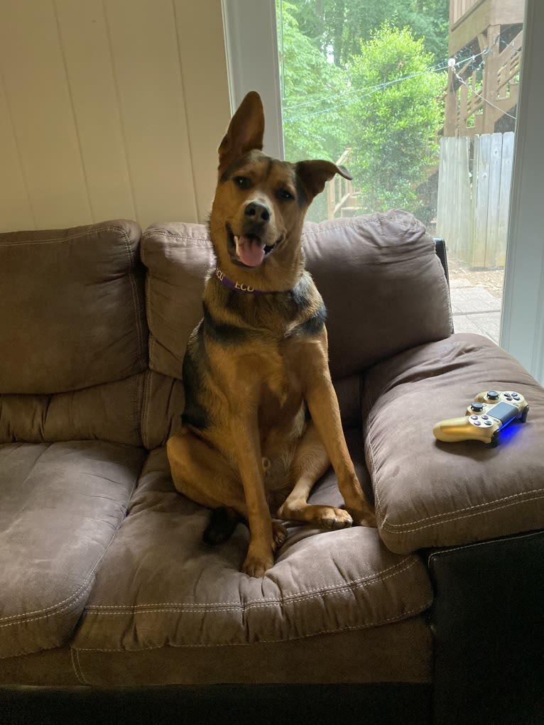 Tommy, an Australian Cattle Dog and German Shepherd Dog mix tested with EmbarkVet.com