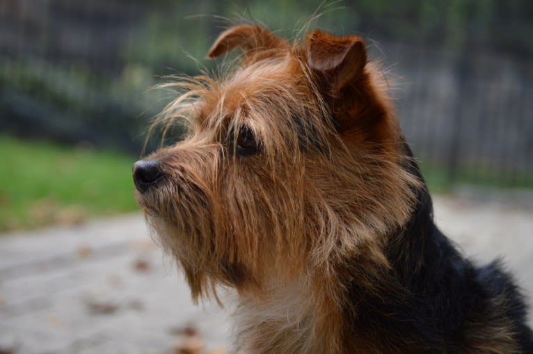 Charlie, a Yorkshire Terrier and Chihuahua mix tested with EmbarkVet.com